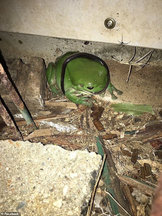一只绿色的青蛙：